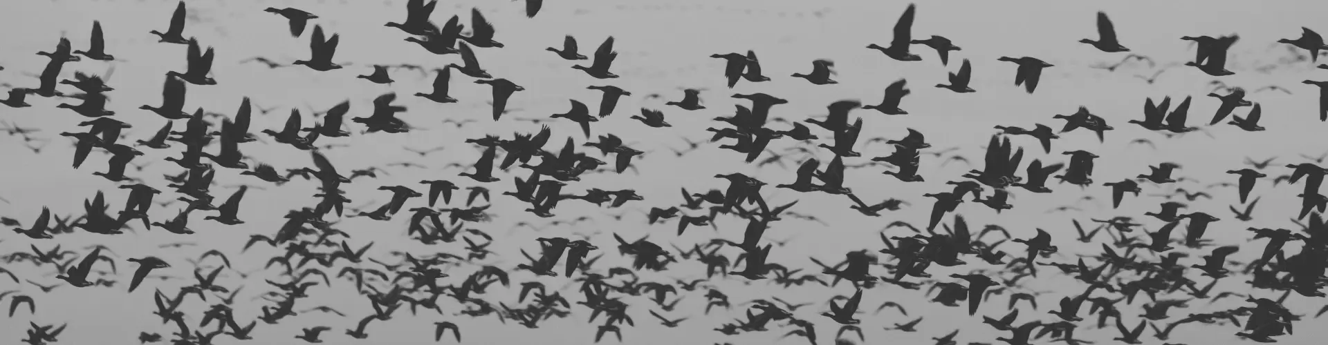 Migrating birds